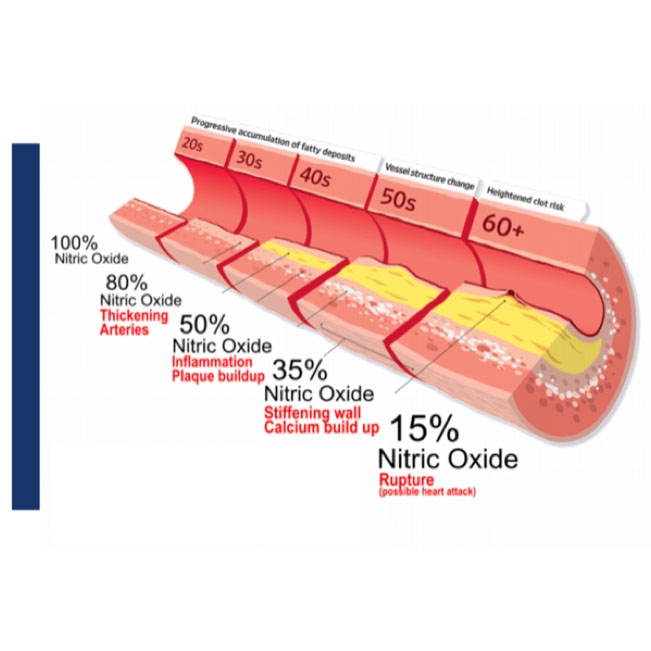 CƠ CHẾ SINH HỌC CỦA Nitric oxide (NO)
