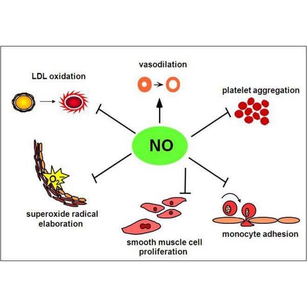 Vì sao cần bổ sung oxid nitric?