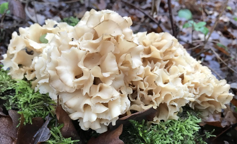 NẤM MIỄN DỊCH SPARASSIS GIẢI PHÁP "VÀNG" BẢO VỆ SỨC KHỎE